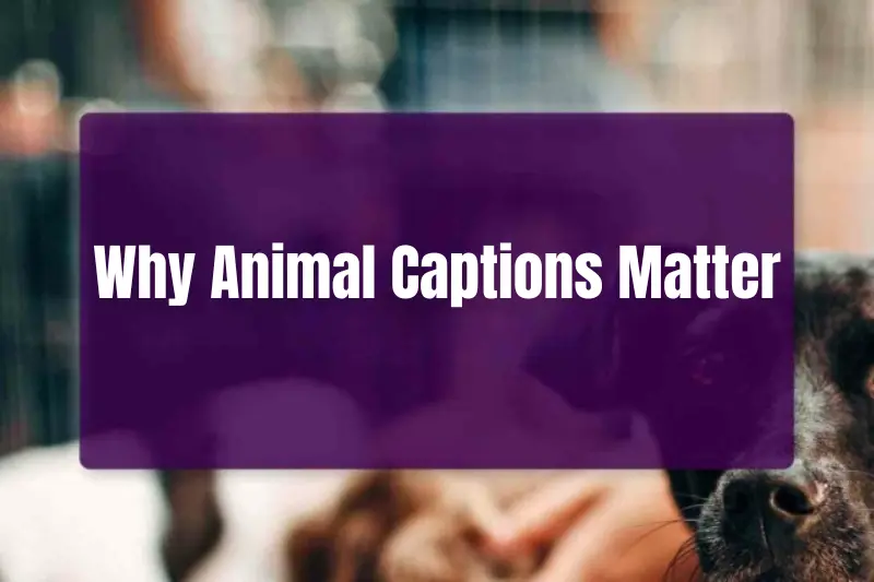 why animal captions matter